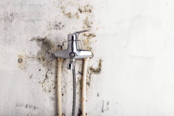 Professional Mold Removal in Norfolk, NE