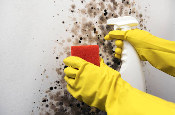 Reliable Norfolk, NE Mold Removal Solutions